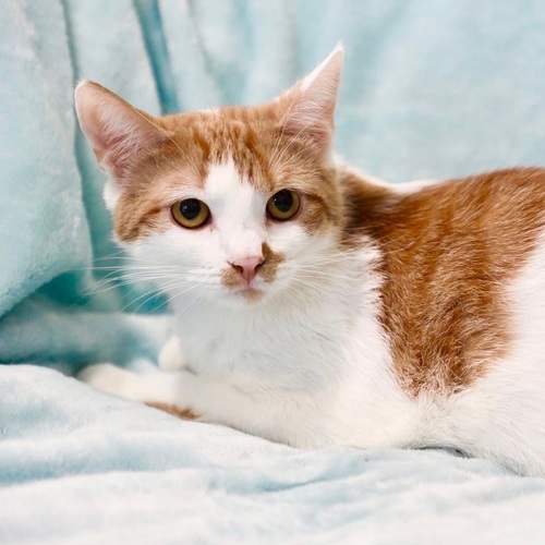 Чупачупс - рыжий обнимательный котик в дар, объявление 421731 | Кошки в хорошие руки