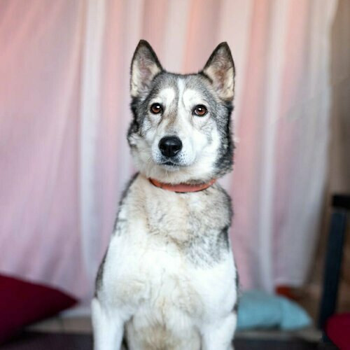 Лайка Саванна ждёт свою семью, объявление 421748 | Собаки в хорошие руки