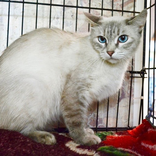 Тайская кошечка Любимица ищет дом, объявление 421764 | Кошки в хорошие руки