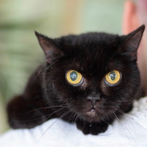 Черная кошка - крошка Багира в добрые руки, объявление 421805 | Кошки в хорошие руки