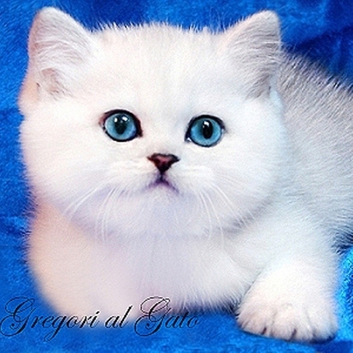 Британские шиншиллы синеглазые котята, объявление 421822, цена 55000 руб. | Купля/продажа кошек
