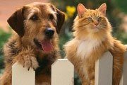 Форум любителей собак и кошек 