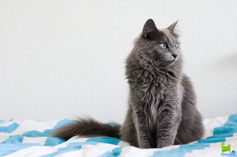 Картинки по запросу русские голубые коты изящны
