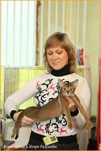 Питомники кошек породы скоттиш